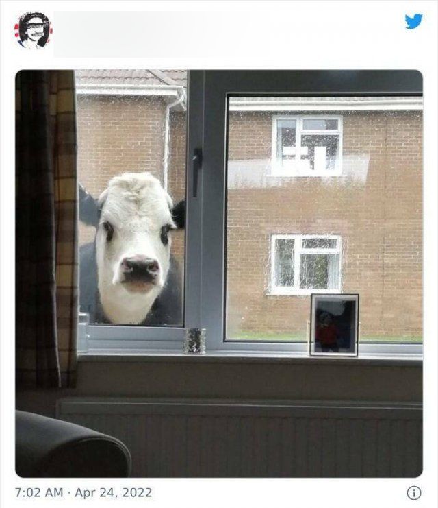 Weird Britain (42 pics)