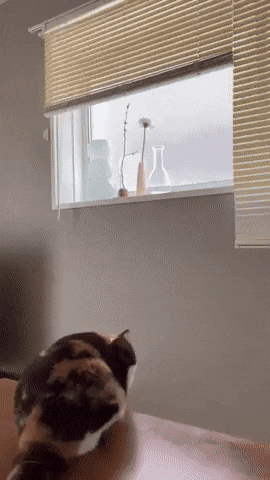 Acid GIFs, May 13 (25 gifs)