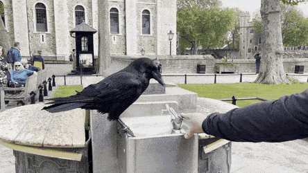 Acid GIFs, May 13 (25 gifs)