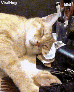 Acid GIFs, May 16 (25 gifs)