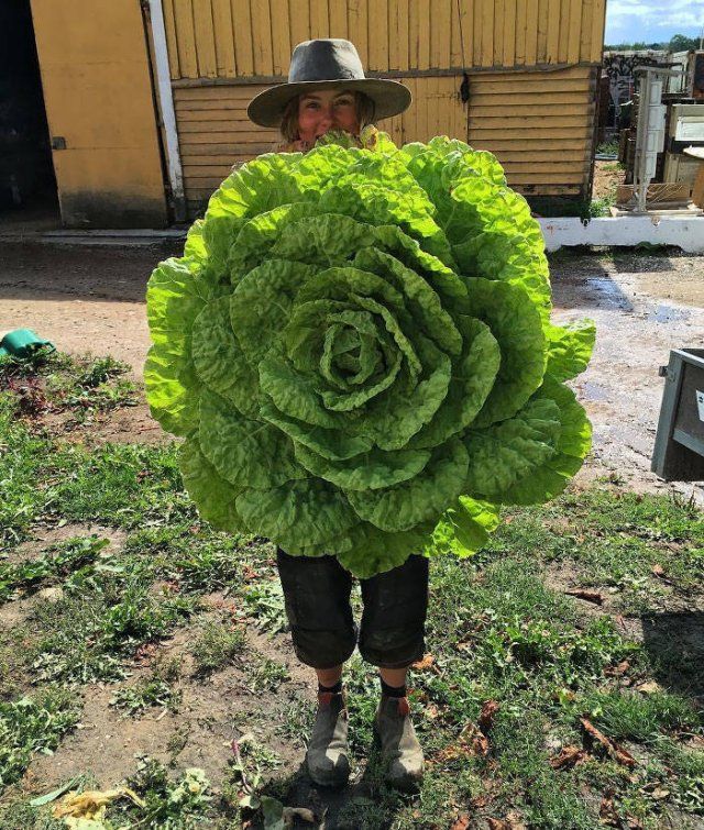 Food Jackpot (49 pics)