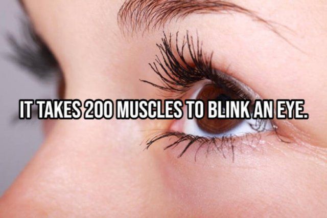 Random Facts (14 pics)