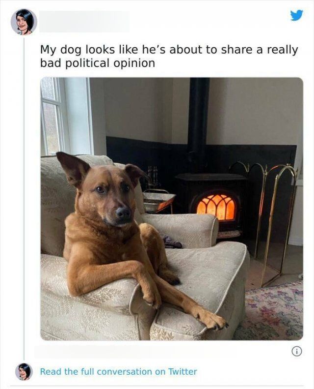 Funny Tweets About Animals (16 pics)