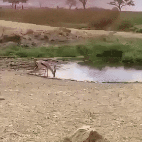 Acid GIFs, May 23 (25 gifs)