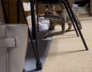 Acid GIFs, May 24 (25 gifs)