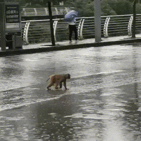 Acid GIFs, May 24 (25 gifs)