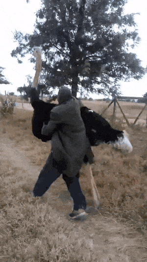 Acid GIFs, May 26 (25 gifs)