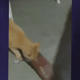 Acid GIFs, May 26 (25 gifs)