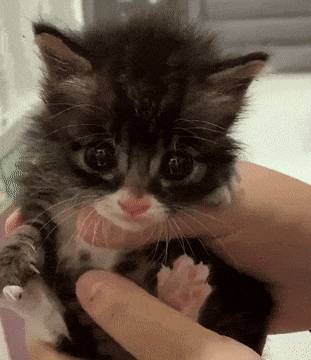 Acid GIFs, May 26 (25 gifs)