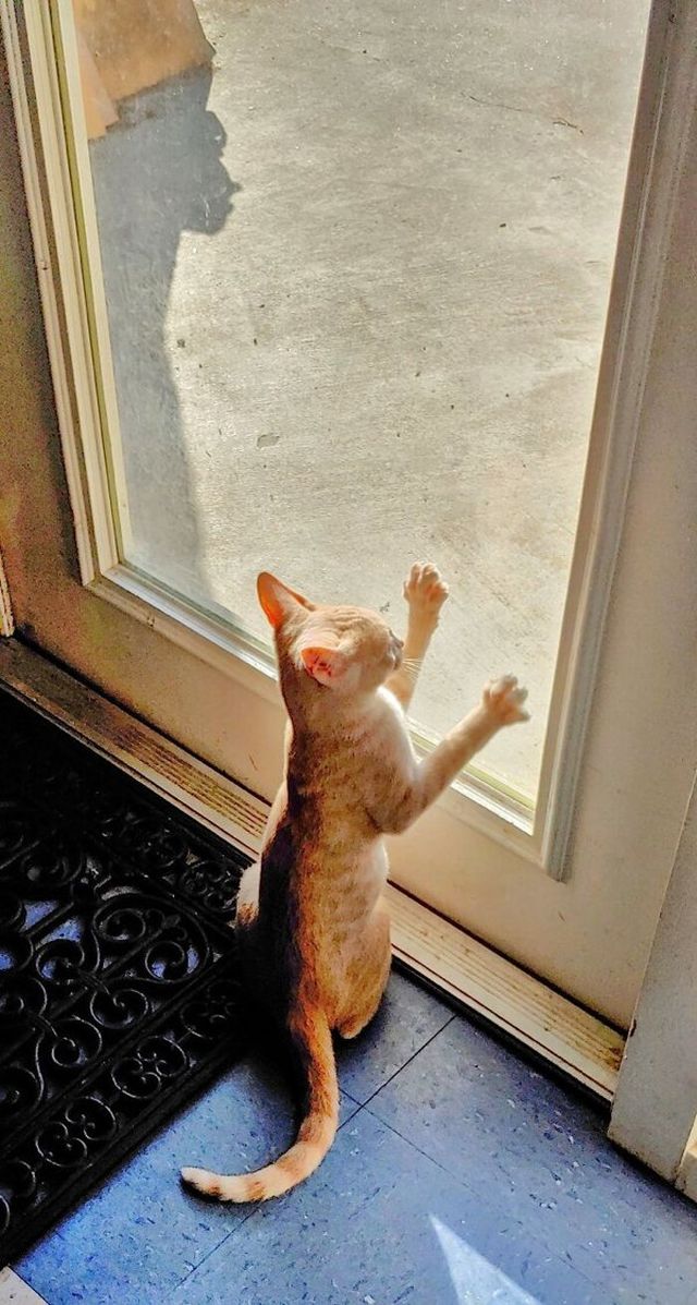 Cute Animals (36 pics)