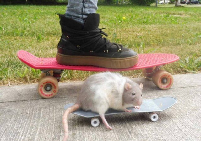 Funny Rats (40 pics)