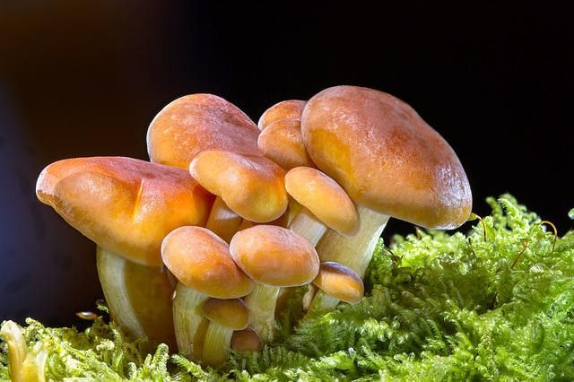 What is the essence of mushrooms?