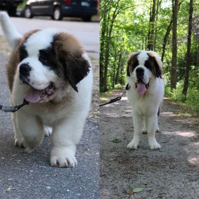 From Puppies To Dogs (34 pics)
