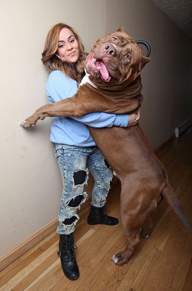 Giant Dogs (30 pics)