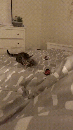Acid GIFs, June 7 (25 gifs)