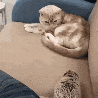 Acid GIFs, June 7 (25 gifs)