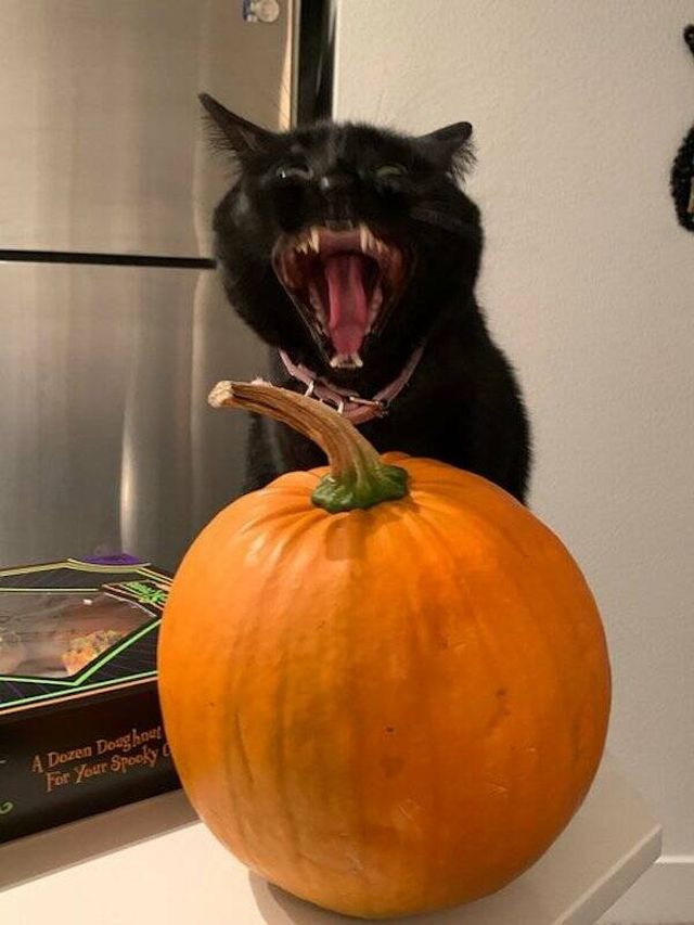 Funny Animals (60 pics)