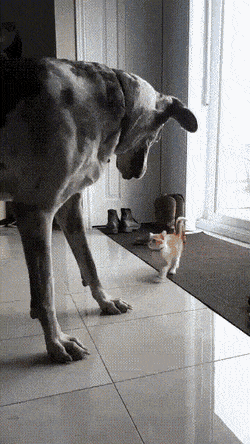 Acid GIFs, June 16 (25 gifs)