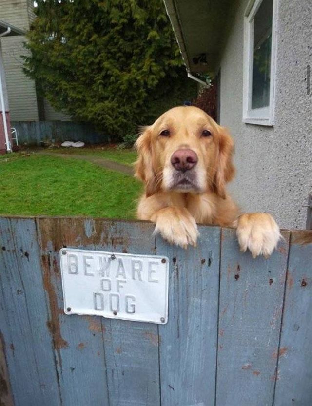 Funny Dogs (25 pics)