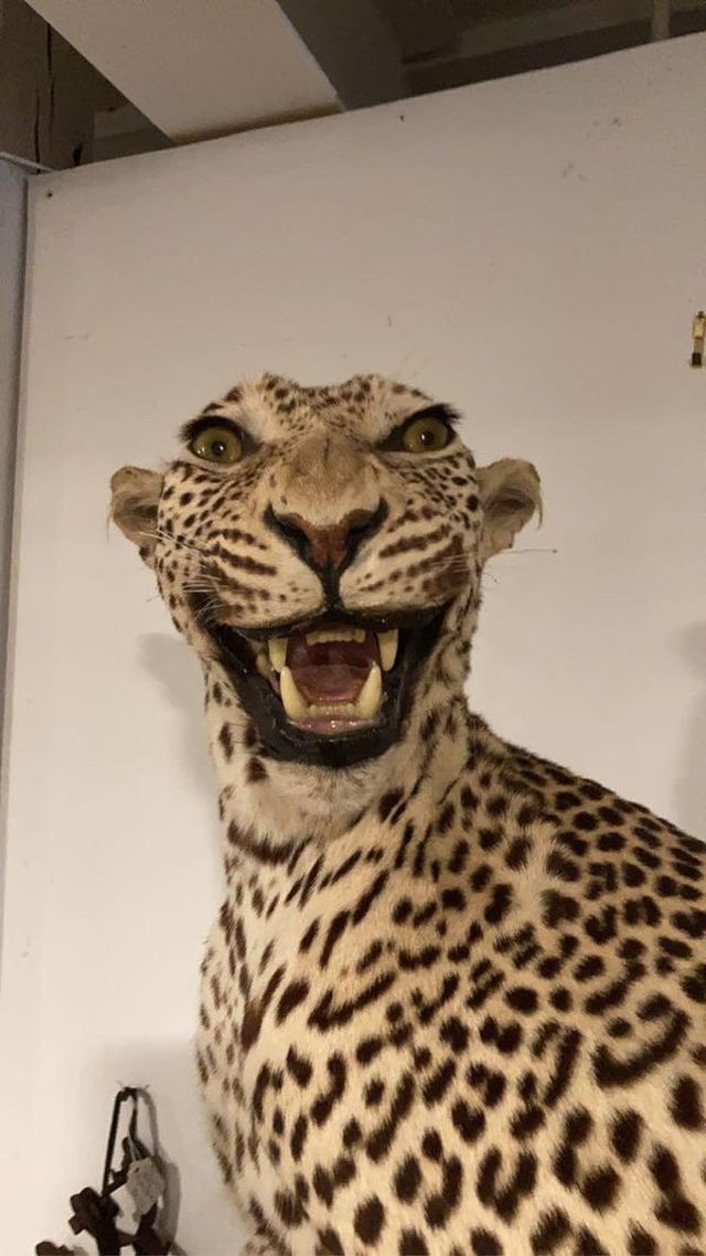 Awful Taxidermy (30 pics)