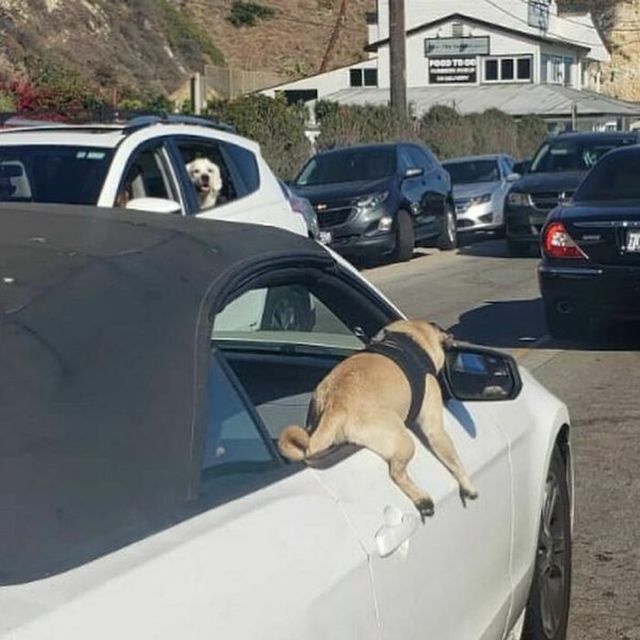 Funny Dogs (30 pics)
