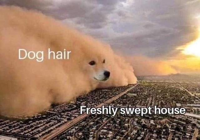 Memes About Animals (24 pics)