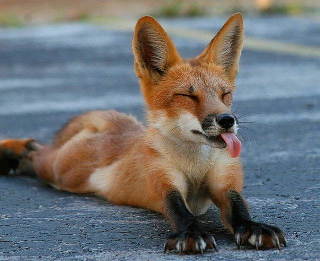 Cute Foxes (39 pics)