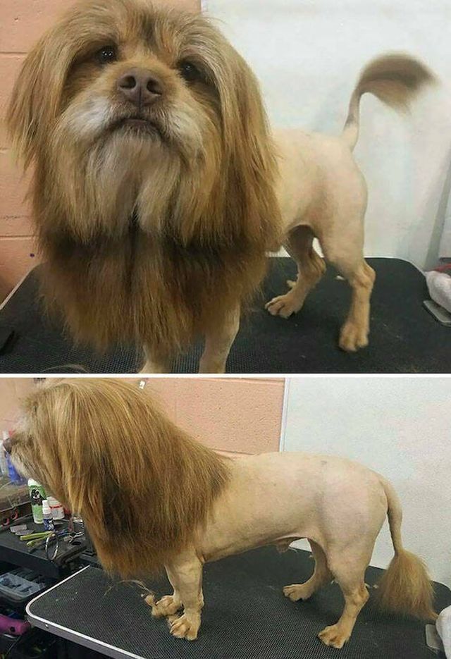 Funny Animals (39 pics)