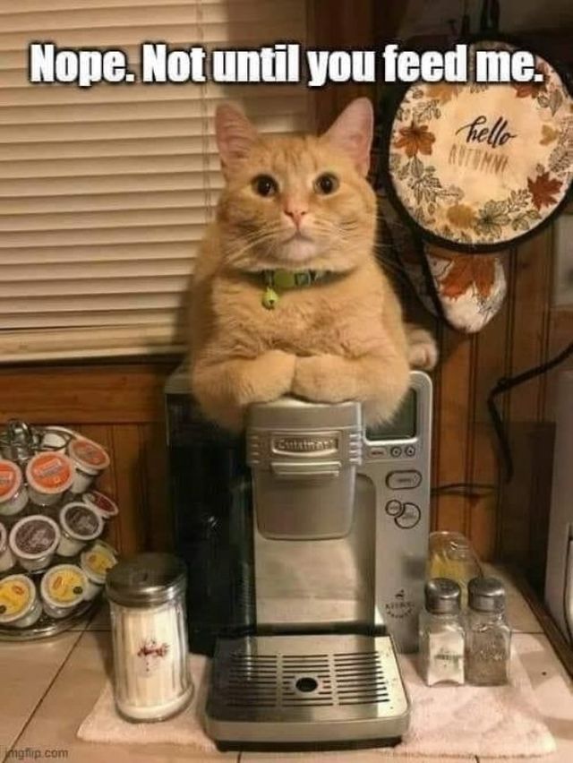 Funny Cats (28 pics)