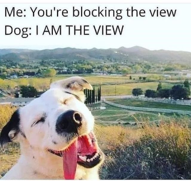Cute Dogs (21 pics)