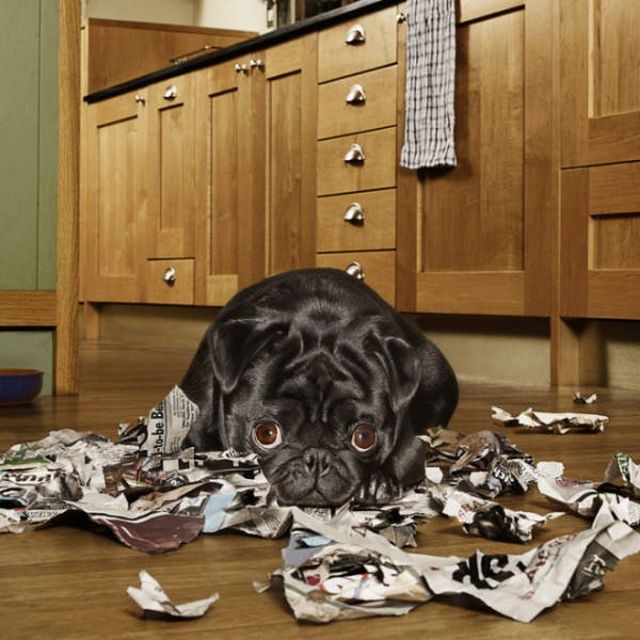 Funny Dogs (22 pics)