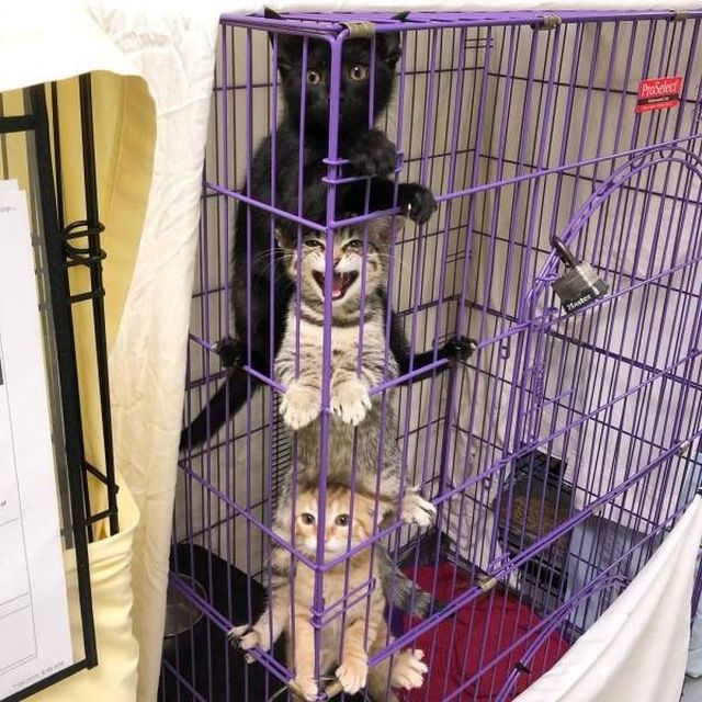 Funny Cats (28 pics)