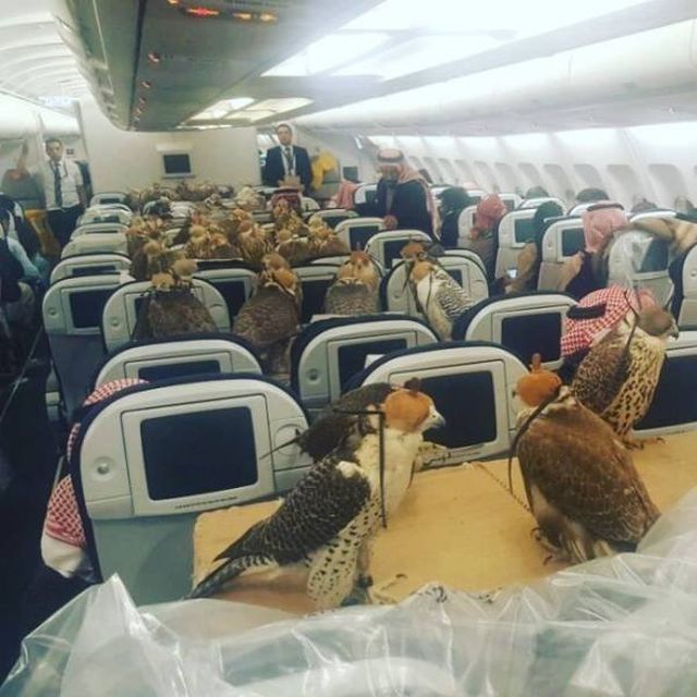 Funny Situations In Planes (15 pics)