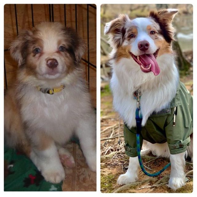 Dogs Grow Up (30 pics)