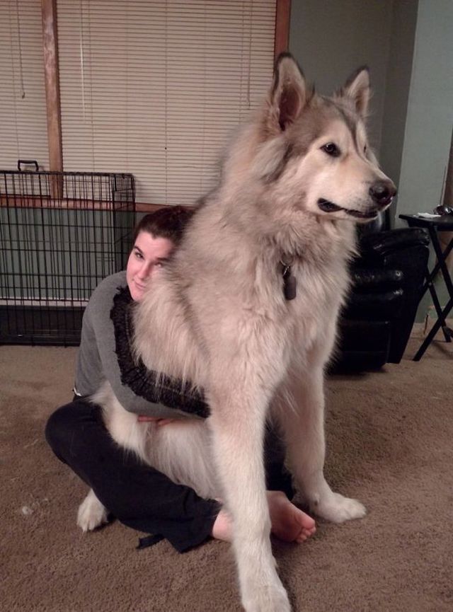 Huge Dogs (30 pics)