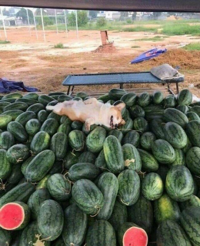 Funny Animals (30 pics)