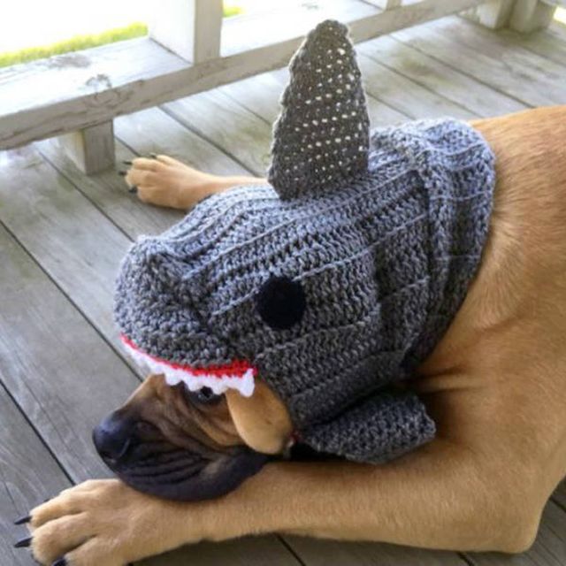 Funny Animals In Crochet Clothes (21 pics)