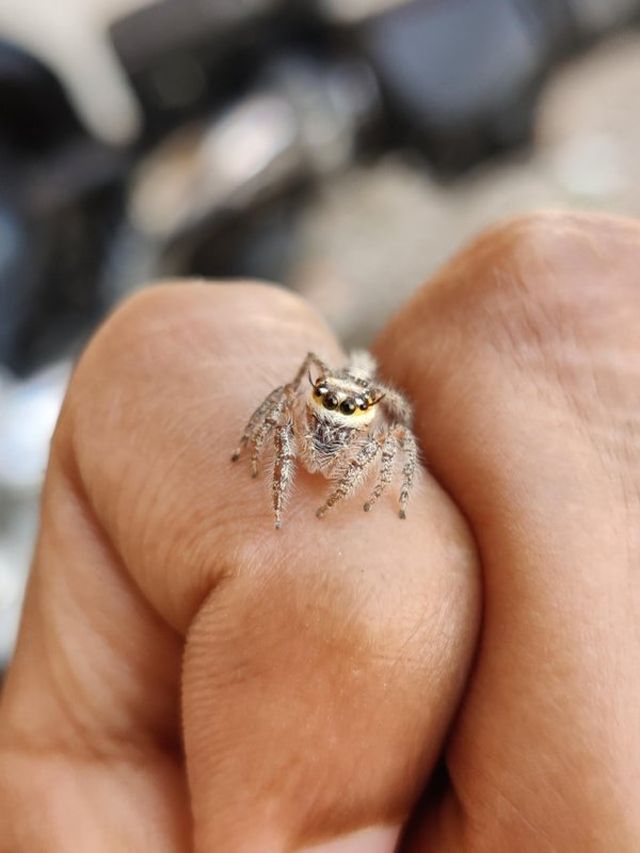 Weird And Little Creatures (29 pics)