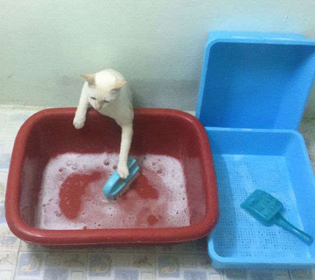 ''Broken'' Cats (30 pics)