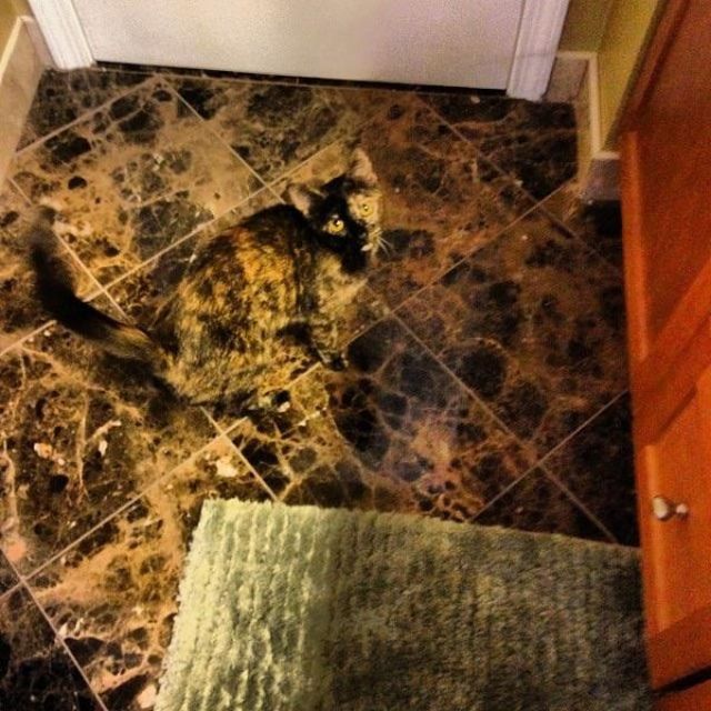 Accidental Camouflage (21 pics)
