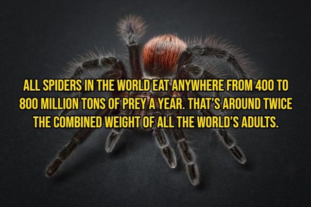 Interesting Facts About Animals (14 pics)