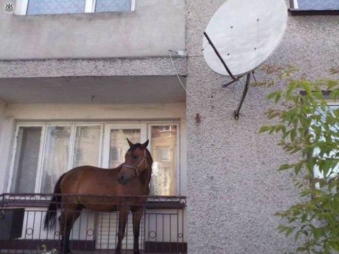 What Is Going On Here? (25 pics)