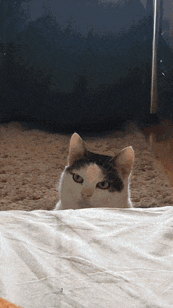 Acid GIFs, July 29 (25 gifs)