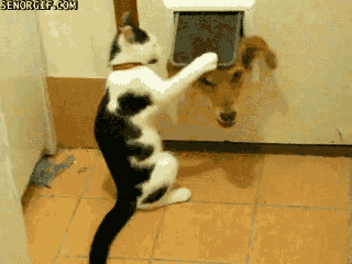 Acid GIFs, July 29 (25 gifs)