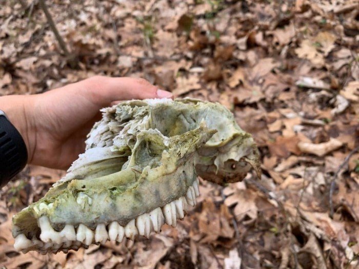 Interesting Finds In The Forests (15 pics)