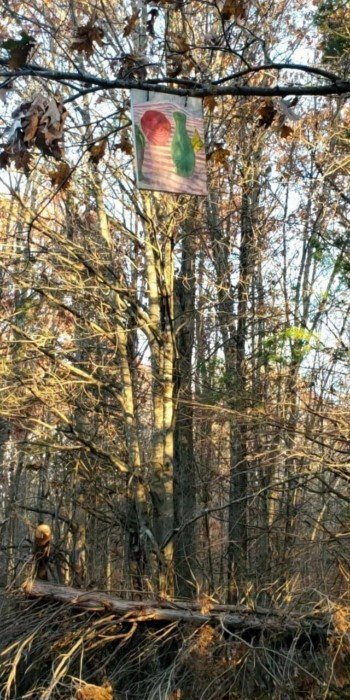 Interesting Finds In The Forests (15 pics)
