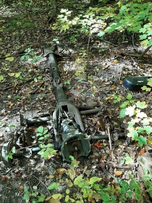 Interesting Finds In The Forests (15 pics)