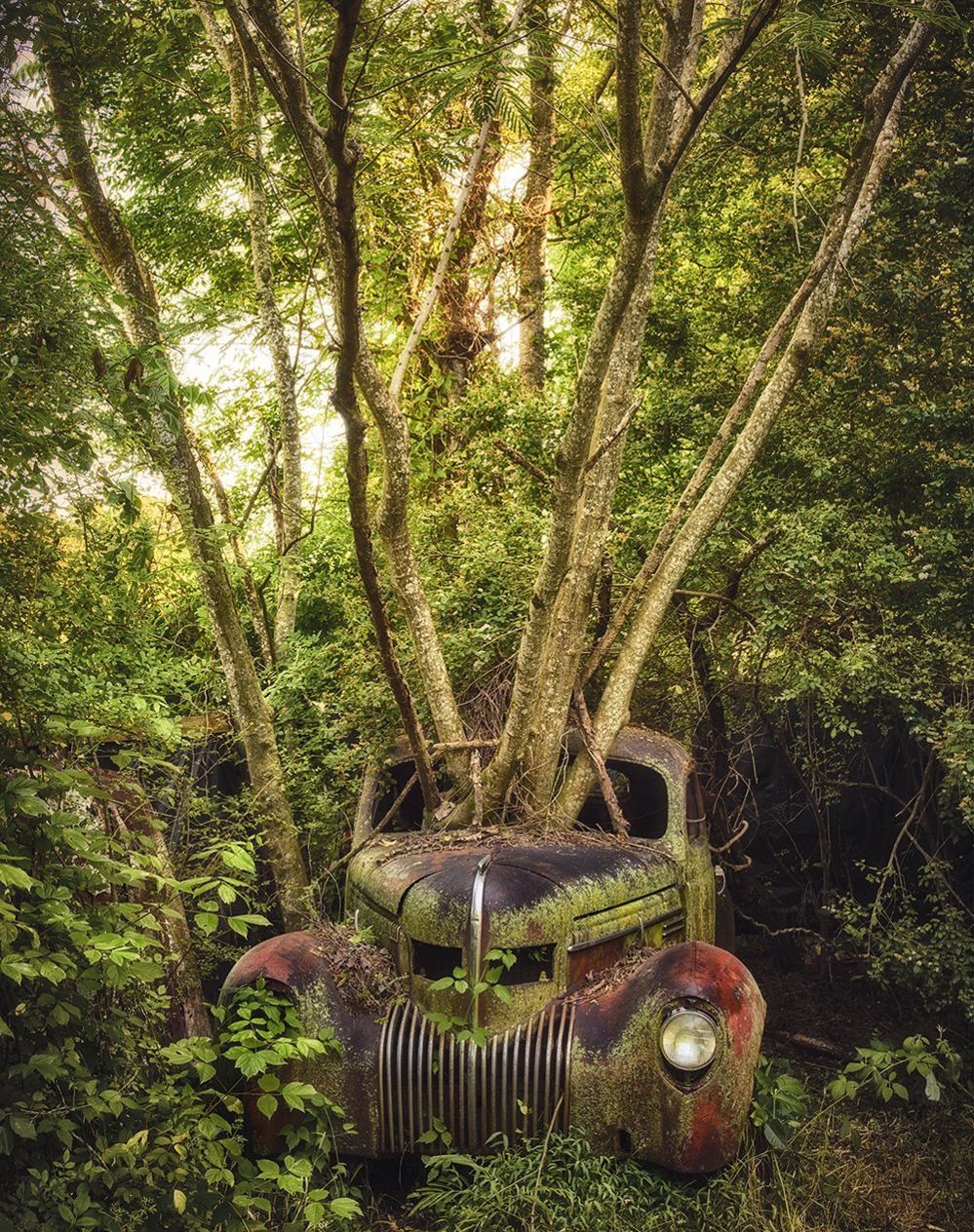 Awesome Abandoned Cars (20 pics)