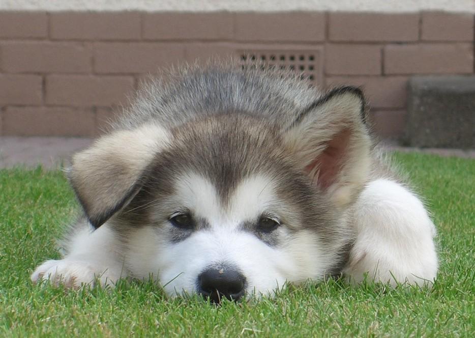 Cute Puppies (25 pics)