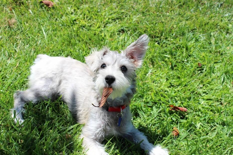 Cute Puppies (25 pics)